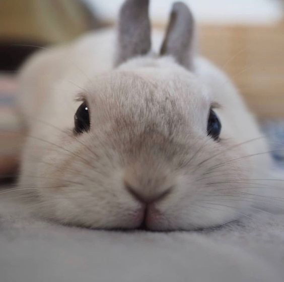 pet sitting